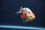 Juvenile Ranchu  Calico 3.5 Inch (ID#1206R9b-69) Free2Day SHIPPING