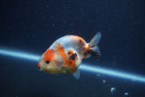 Juvenile Ranchu  Calico 3.5 Inch (ID#1206R9b-69) Free2Day SHIPPING