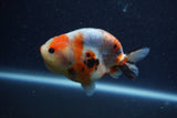 Juvenile Ranchu  Calico 3.5 Inch (ID#1206R9b-69) Free2Day SHIPPING