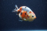 Juvenile Ranchu  Calico 3.5 Inch (ID#1206R9b-69) Free2Day SHIPPING