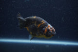 Juvenile Ranchu  Calico 3.5 Inch (ID#1206R9b-70) Free2Day SHIPPING