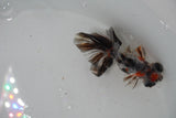 Butterfly  Calico 3 Inch (ID#1224B8b-40) Free2Day SHIPPING