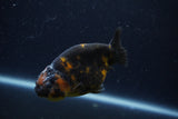 Juvenile Ranchu  Calico 3.5 Inch (ID#1206R9b-70) Free2Day SHIPPING