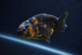 Juvenile Ranchu  Calico 3.5 Inch (ID#1206R9b-70) Free2Day SHIPPING