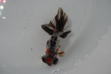 Butterfly  Calico 3 Inch (ID#1224B8b-40) Free2Day SHIPPING