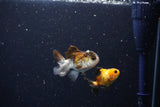 2Pack Thai Oranda   2 Inch (ID#1108ToPTD-5) Free2Day SHIPPING