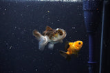 2Pack Thai Oranda   2 Inch (ID#1108ToPTD-5) Free2Day SHIPPING