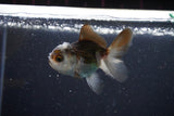 2Pack Thai Oranda   2 Inch (ID#1108ToPTD-5) Free2Day SHIPPING