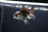 2Pack Thai Oranda   2 Inch (ID#1108ToPTD-5) Free2Day SHIPPING