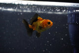 2Pack Thai Oranda   2 Inch (ID#1108ToPTD-5) Free2Day SHIPPING