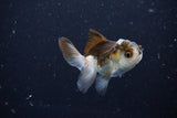 2Pack Thai Oranda   2 Inch (ID#1108ToPTD-5) Free2Day SHIPPING