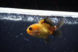 2Pack Thai Oranda   2 Inch (ID#1108ToPTD-5) Free2Day SHIPPING