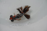 Butterfly  Calico 3 Inch (ID#1224B8b-40) Free2Day SHIPPING