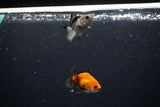 2Pack Thai Oranda   2 Inch (ID#1108ToPTD-6) Free2Day SHIPPING