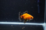 2Pack Thai Oranda   2 Inch (ID#1108ToPTD-6) Free2Day SHIPPING