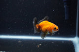 2Pack Thai Oranda   2 Inch (ID#1108ToPTD-6) Free2Day SHIPPING