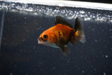 2Pack Thai Oranda   2 Inch (ID#1108ToPTD-6) Free2Day SHIPPING