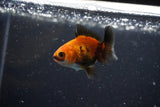 2Pack Thai Oranda   2 Inch (ID#1108ToPTD-6) Free2Day SHIPPING