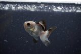 2Pack Thai Oranda   2 Inch (ID#1108ToPTD-6) Free2Day SHIPPING