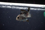 2Pack Thai Oranda   2 Inch (ID#1108ToPTD-6) Free2Day SHIPPING