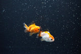 2Pack Thai Oranda   2 Inch (ID#1108ToPTD-7) Free2Day SHIPPING