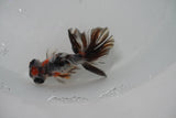 Butterfly  Calico 3 Inch (ID#1224B8b-40) Free2Day SHIPPING