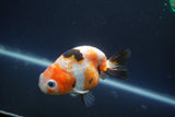 Milk Cow Ranchu  Calico 4 Inch (ID#1004R9a-66) Free2Day SHIPPING