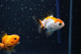 2Pack Thai Oranda   2 Inch (ID#1108ToPTD-7) Free2Day SHIPPING