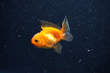 2Pack Thai Oranda   2 Inch (ID#1108ToPTD-7) Free2Day SHIPPING