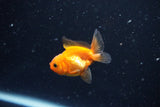 2Pack Thai Oranda   2 Inch (ID#1108ToPTD-7) Free2Day SHIPPING