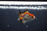 2Pack Thai Oranda   2 Inch (ID#1108ToPTD-7) Free2Day SHIPPING