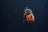 Juvenile Ranchu  Calico 3.5 Inch (ID#1206R9b-74) Free2Day SHIPPING