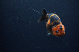 Juvenile Ranchu  Calico 3.5 Inch (ID#1206R9b-74) Free2Day SHIPPING