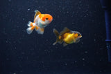 2Pack Thai Oranda   2 Inch (ID#1108ToPTD-8) Free2Day SHIPPING