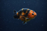 Juvenile Ranchu  Calico 3.5 Inch (ID#1206R9b-74) Free2Day SHIPPING