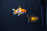 2Pack Thai Oranda   2 Inch (ID#1108ToPTD-8) Free2Day SHIPPING