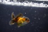 2Pack Thai Oranda   2 Inch (ID#1108ToPTD-8) Free2Day SHIPPING