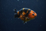 Juvenile Ranchu  Calico 3.5 Inch (ID#1206R9b-74) Free2Day SHIPPING