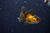 2Pack Thai Oranda   2 Inch (ID#1108ToPTD-8) Free2Day SHIPPING