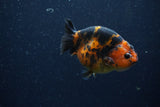 Juvenile Ranchu  Calico 3.5 Inch (ID#1206R9b-74) Free2Day SHIPPING