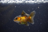 2Pack Thai Oranda   2 Inch (ID#1108ToPTD-8) Free2Day SHIPPING