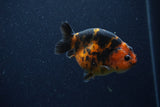 Juvenile Ranchu  Calico 3.5 Inch (ID#1206R9b-74) Free2Day SHIPPING