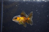 2Pack Thai Oranda   2 Inch (ID#1108ToPTD-8) Free2Day SHIPPING