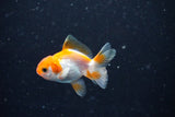 2Pack Thai Oranda   2 Inch (ID#1108ToPTD-8) Free2Day SHIPPING