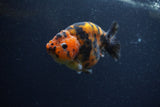 Juvenile Ranchu  Calico 3.5 Inch (ID#1206R9b-74) Free2Day SHIPPING