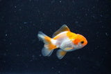 2Pack Thai Oranda   2 Inch (ID#1108ToPTD-8) Free2Day SHIPPING