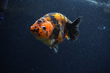 Juvenile Ranchu  Calico 3.5 Inch (ID#1206R9b-74) Free2Day SHIPPING