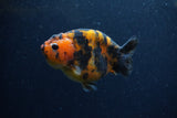 Juvenile Ranchu  Calico 3.5 Inch (ID#1206R9b-74) Free2Day SHIPPING