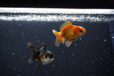 2Pack Thai Oranda   2 Inch (ID#1108ToPTD-9) Free2Day SHIPPING