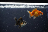 2Pack Thai Oranda   2 Inch (ID#1108ToPTD-9) Free2Day SHIPPING